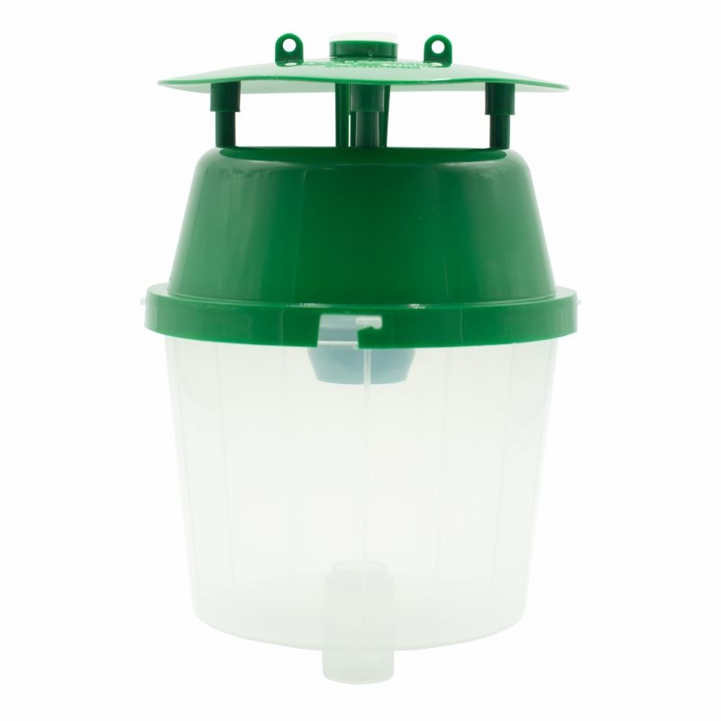 Difusor Cydalima perspectalis 200 dias